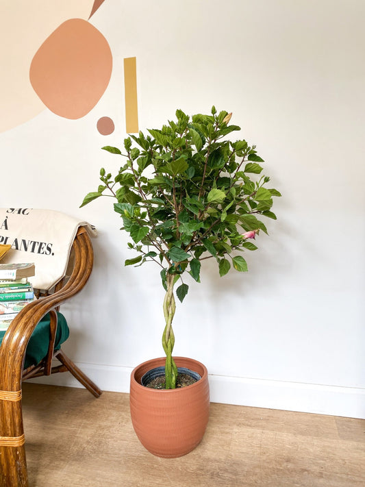 Hibbel (Hibiscus) - Alma Plantes