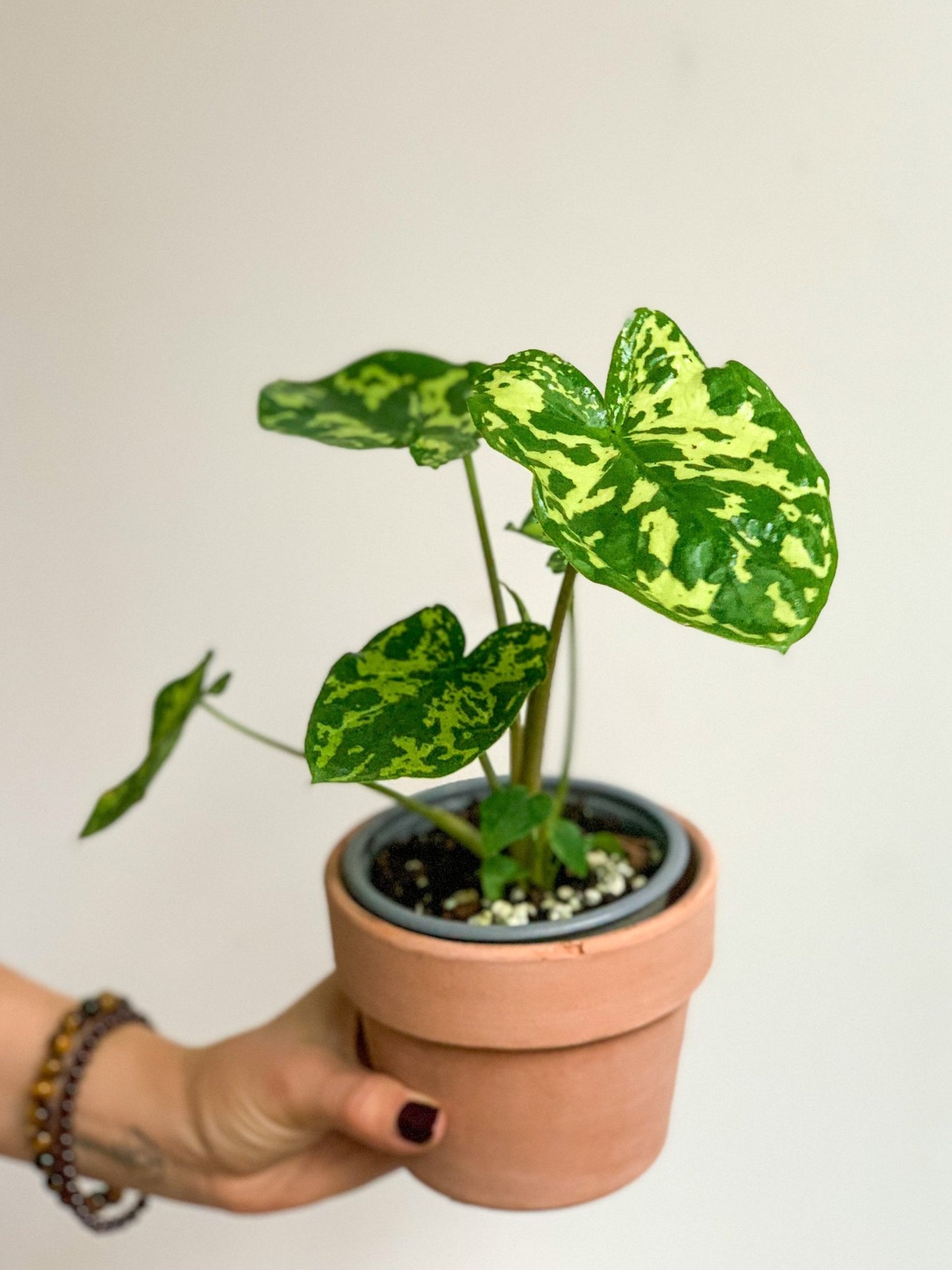 Hilo (Alocasia) - Alma Plantes