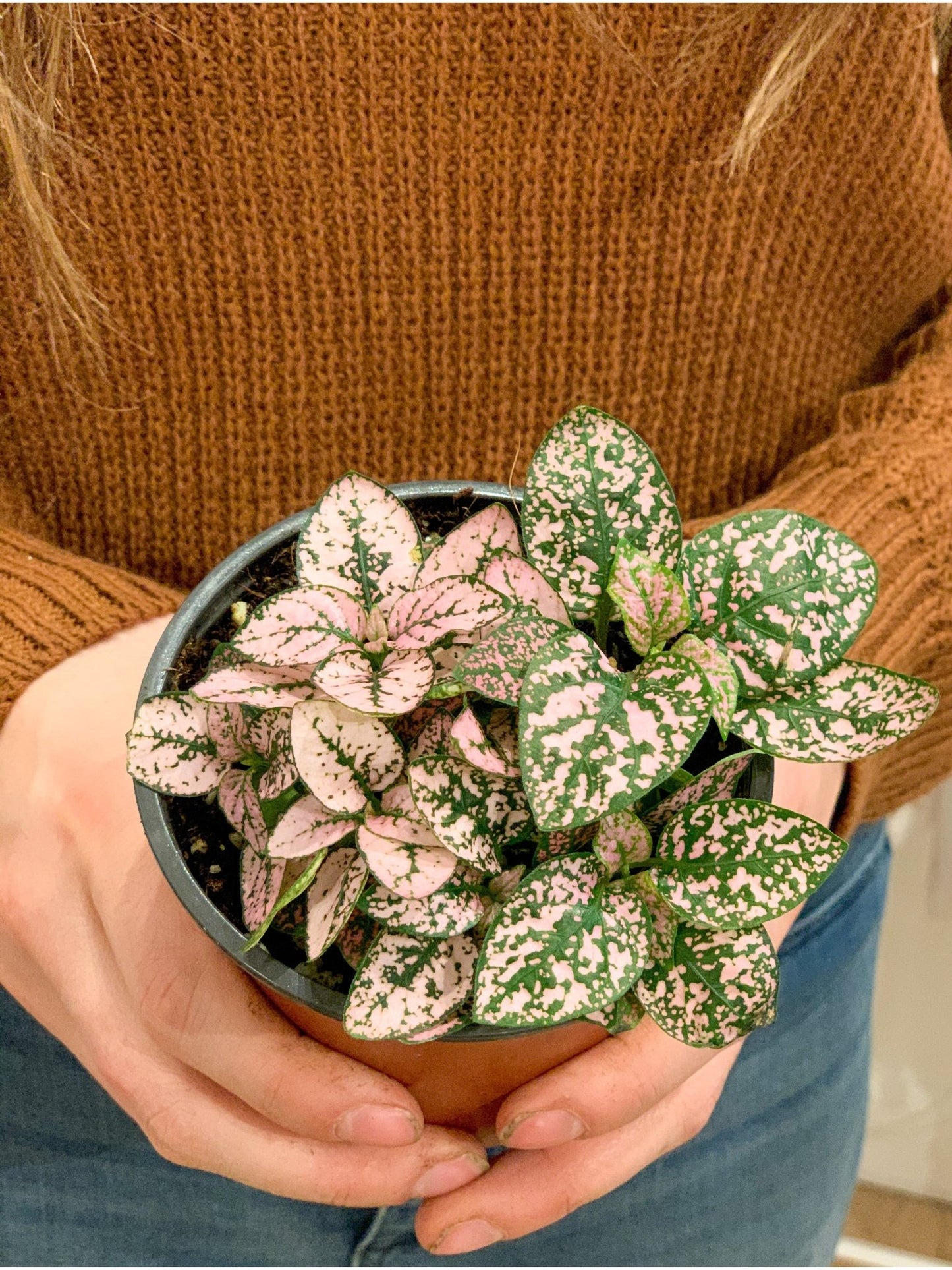 Hippy (Hypoestes) - Alma Plantes