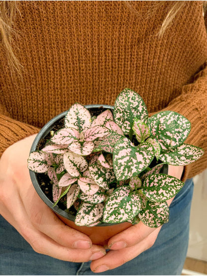 Hippy (Hypoestes) - Alma Plantes