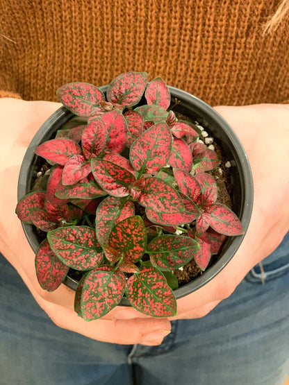 Hippy (Hypoestes) - Alma Plantes