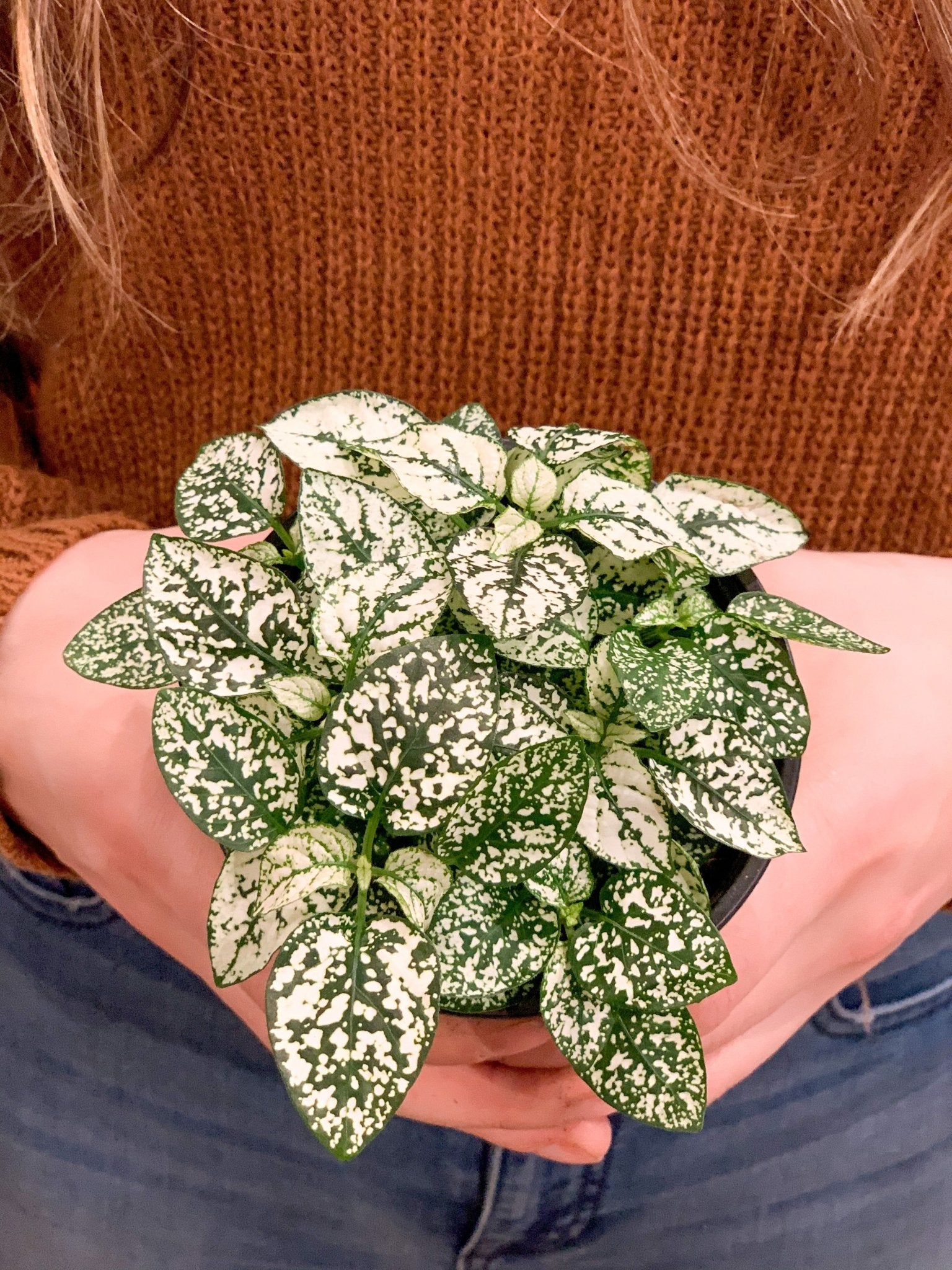 Hippy (Hypoestes) - Alma Plantes