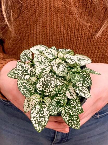 Hippy (Hypoestes) - Alma Plantes