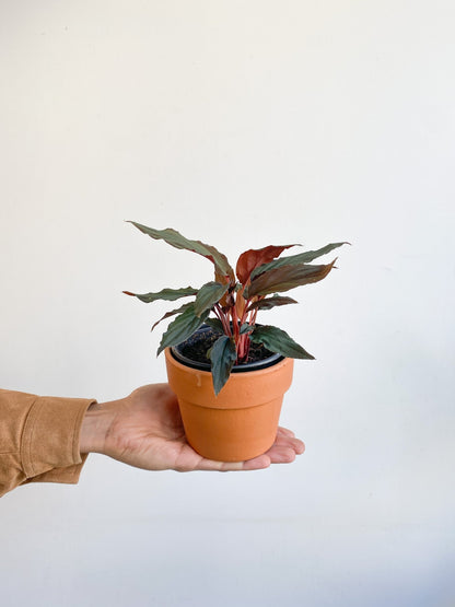 Homa (Homalomena) - Alma Plantes