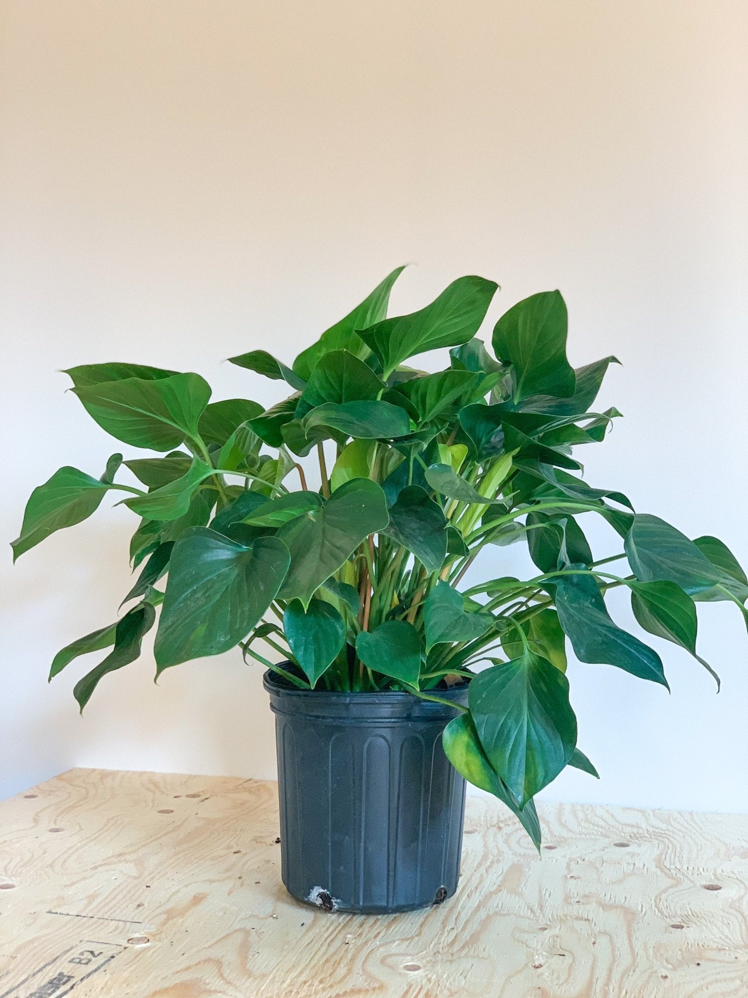 Homa (Homalomena) - Alma Plantes