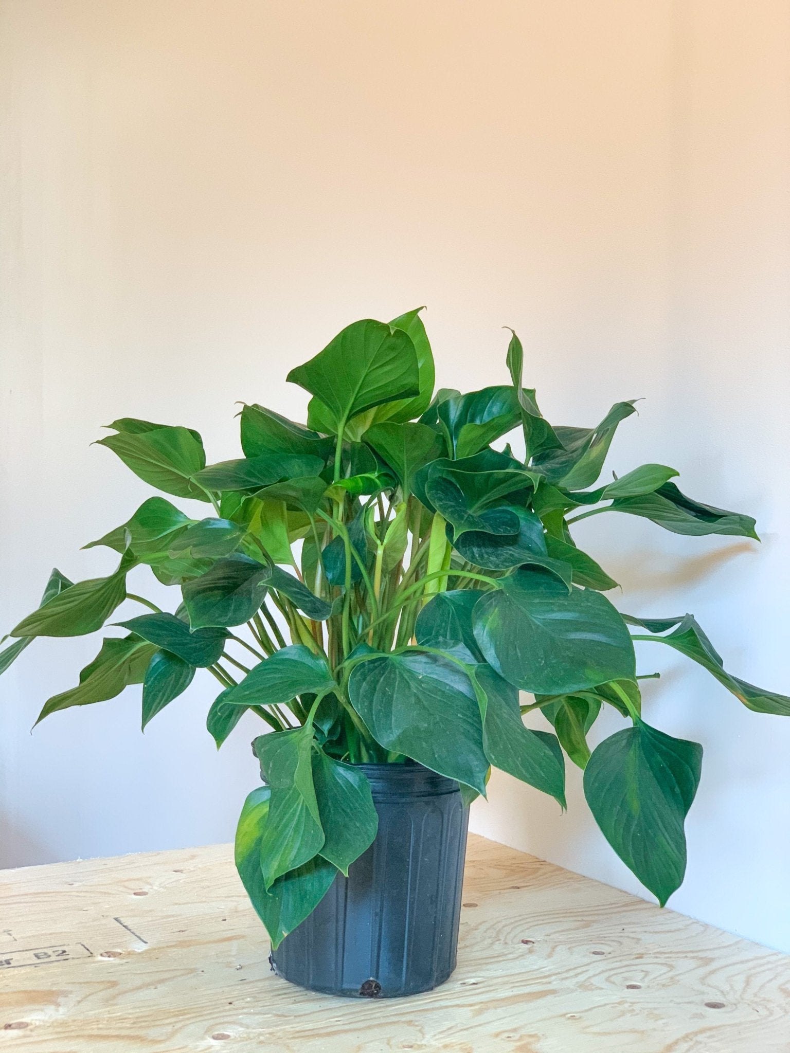 Homa (Homalomena) - Alma Plantes