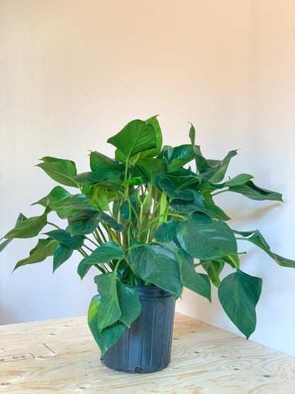 Homa (Homalomena) - Alma Plantes