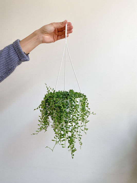 Horacio (Senecio) - Alma Plantes