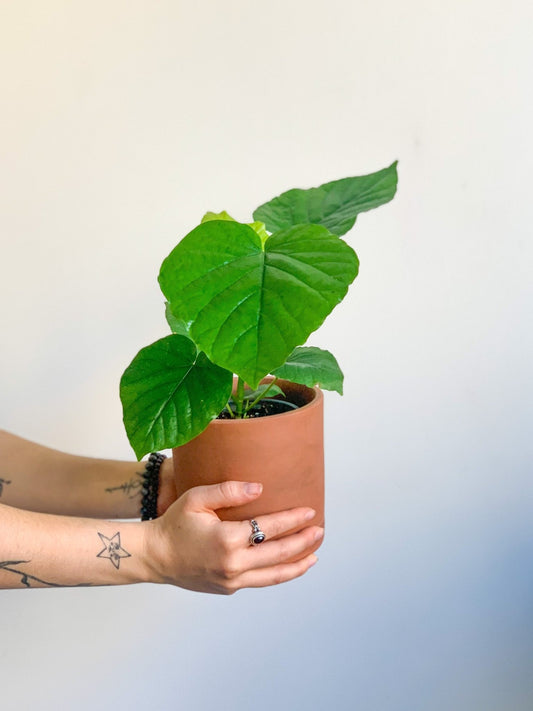 Hubert (Ficus) - Alma Plantes