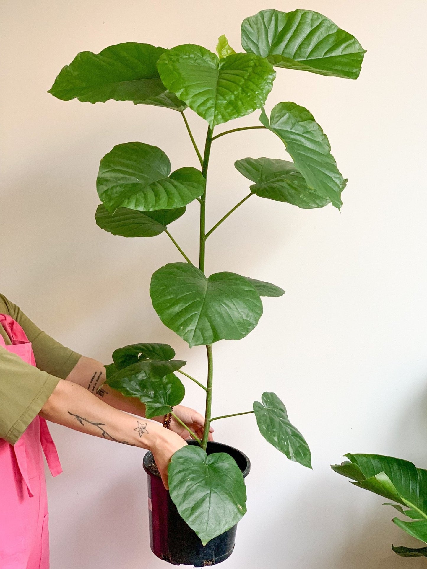 Hubert (Ficus) - Alma Plantes