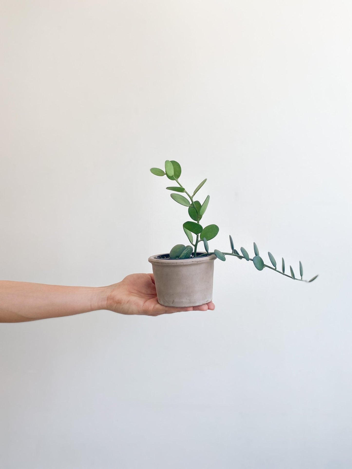 Humberto (Xerosicyos) - Alma Plantes