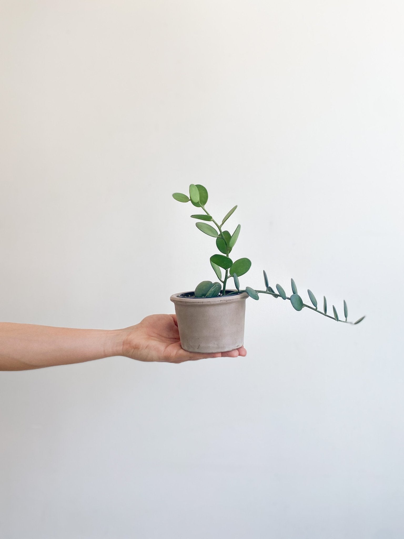 Humberto (Xerosicyos) - Alma Plantes