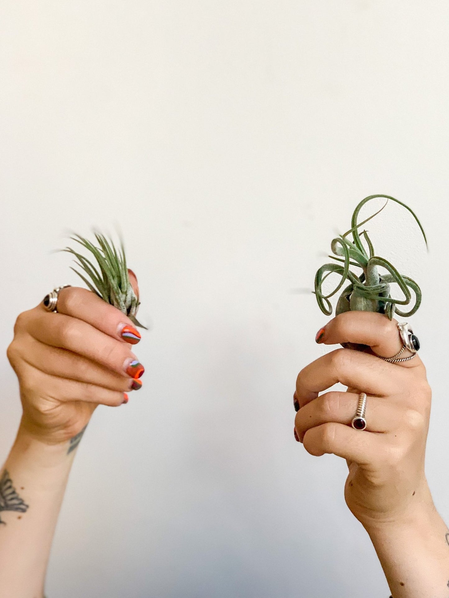 Ian (Tillandsia) - Alma Plantes