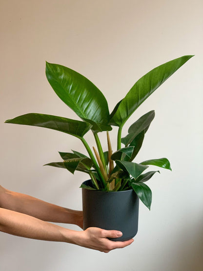 Ignacio (Philodendron) - Alma Plantes
