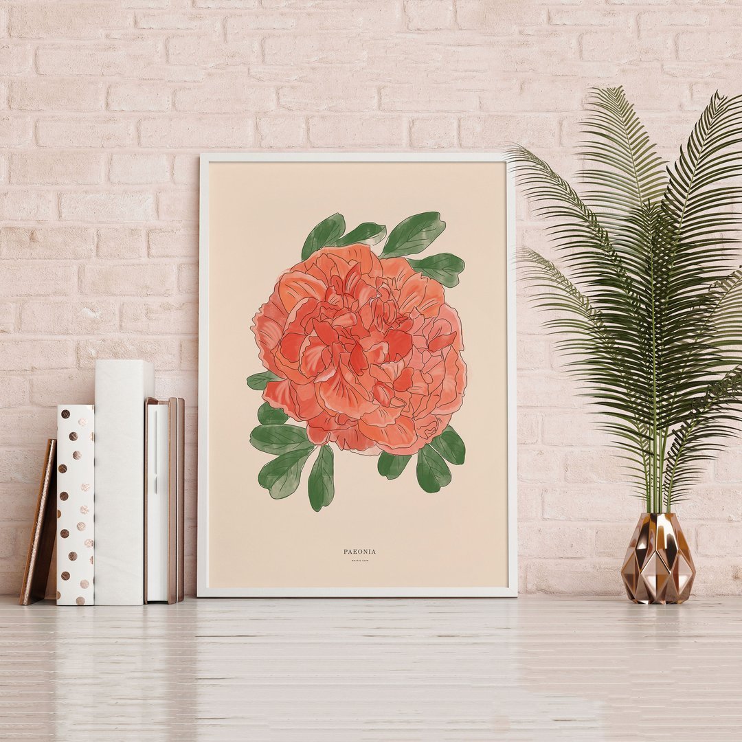 Illustration Pivoine - Alma Plantes