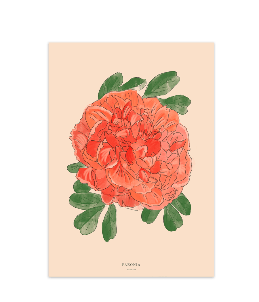 Illustration Pivoine - Alma Plantes