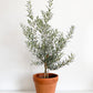 Olea (Olivier)