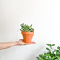 Jade (Crassula) - 4 po. panaché