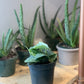 Pierre (Scindapsus)