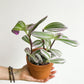 Tracy (Tradescantia)