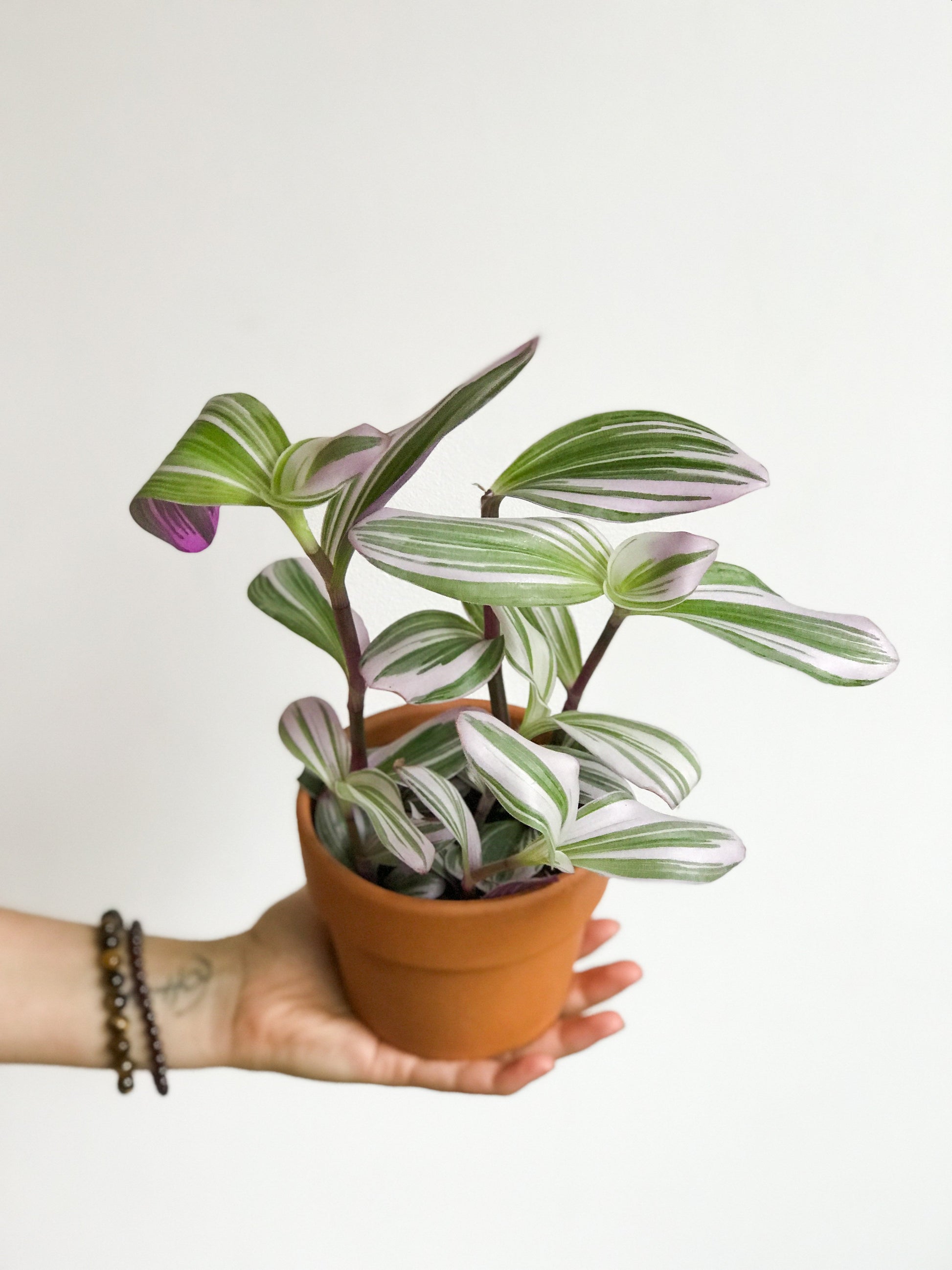 Tracy (Tradescantia)