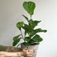 Jeune Fiona (Ficus) 6 Po. Grand