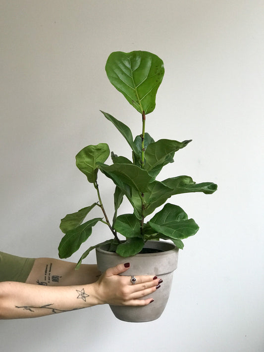 Jeune Fiona (Ficus) 6 Po. Grand