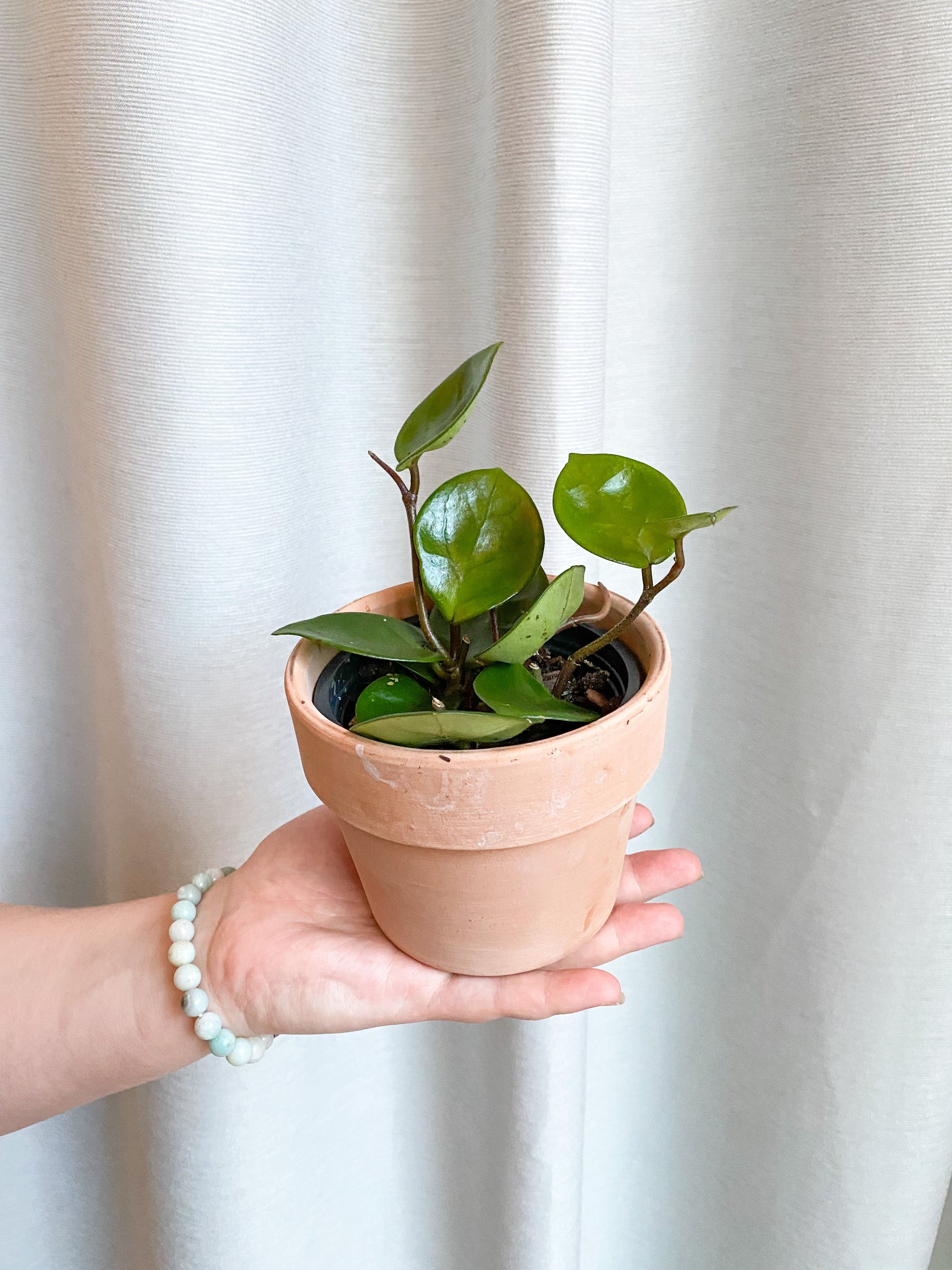 Chelsea (Hoya)