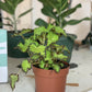 Jim (Begonia)