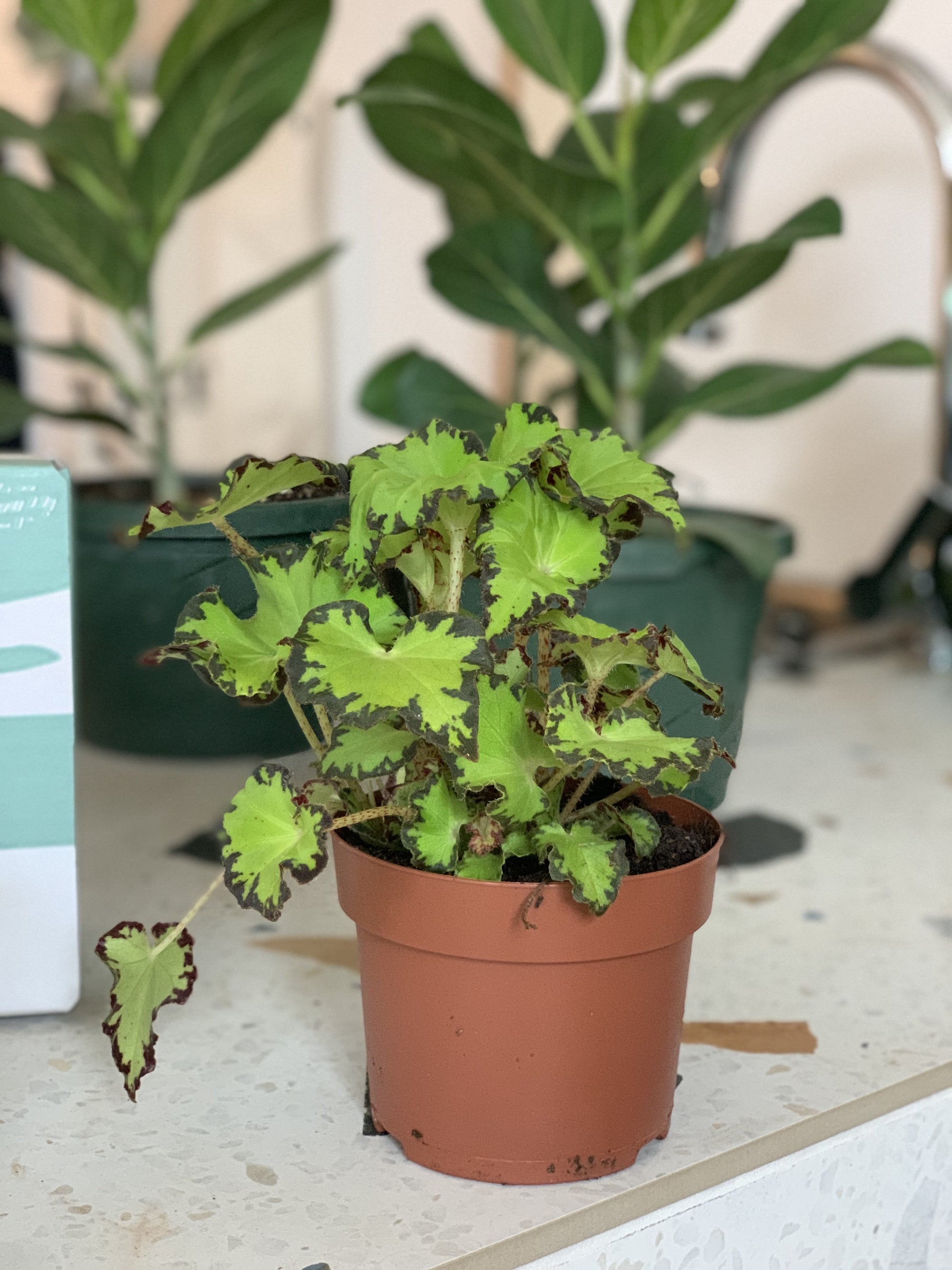 Jim (Begonia)