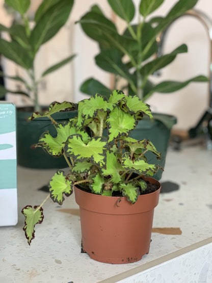 Jim (Begonia)