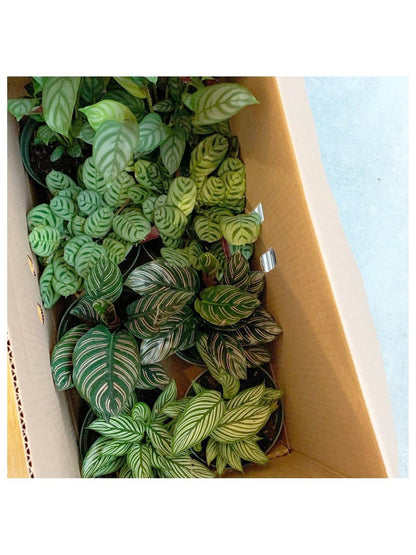 Candice (Ctenanthe)