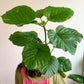 Hubert (Ficus)