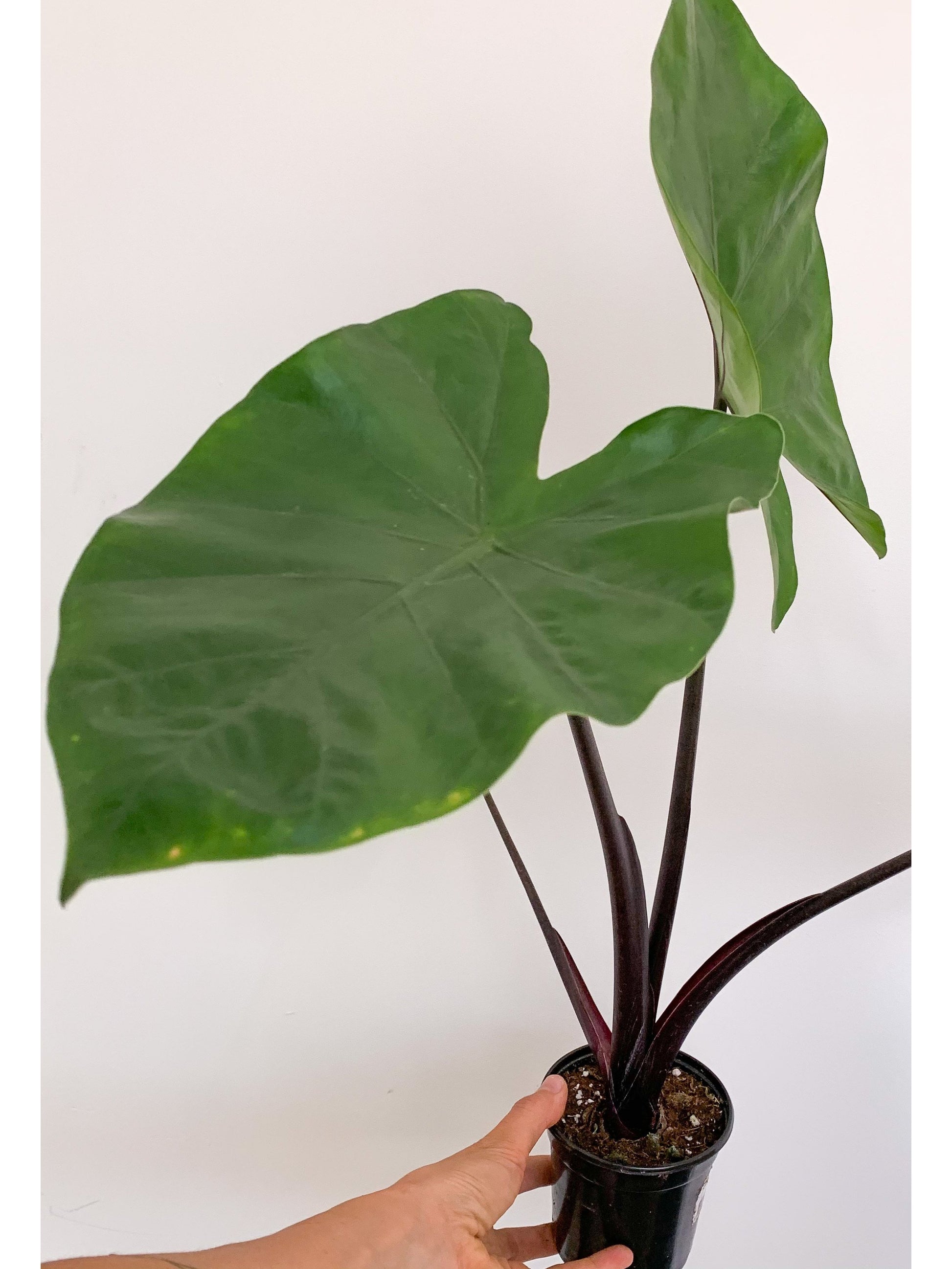 Melino (Alocasia) 4 Po.