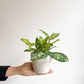 Beadie (Dracaena) - 3 po