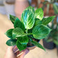 Birkin (Philodendron) 4 Po.