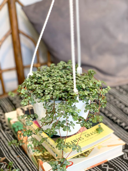 Marine (Pilea) 6 Po. Panier Suspendu