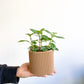 Cadieux (Pilea) - 4 po.