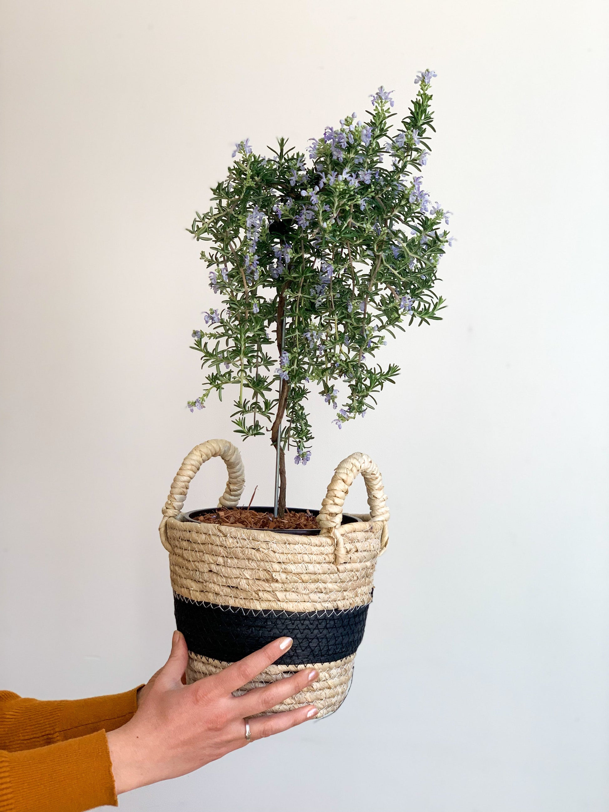 Rosemarie (Romarin) - 6 po. arbre