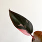 Pink (Philodendron) - 2.5 po.