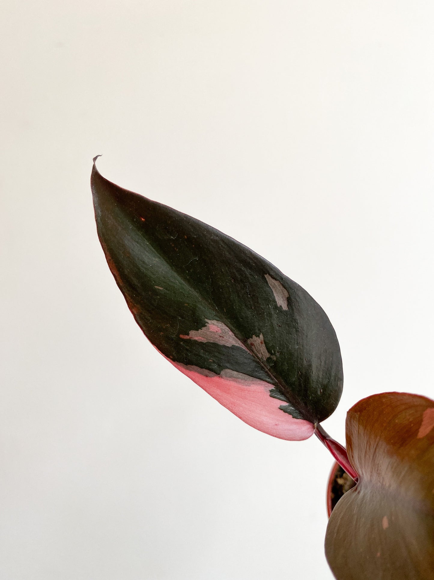 Pink (Philodendron) - 2.5 po.