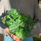 Atom (Philodendron)