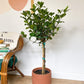 Gaston (Gardenia) - 10 po.