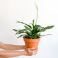 Lison (Spathiphyllum)