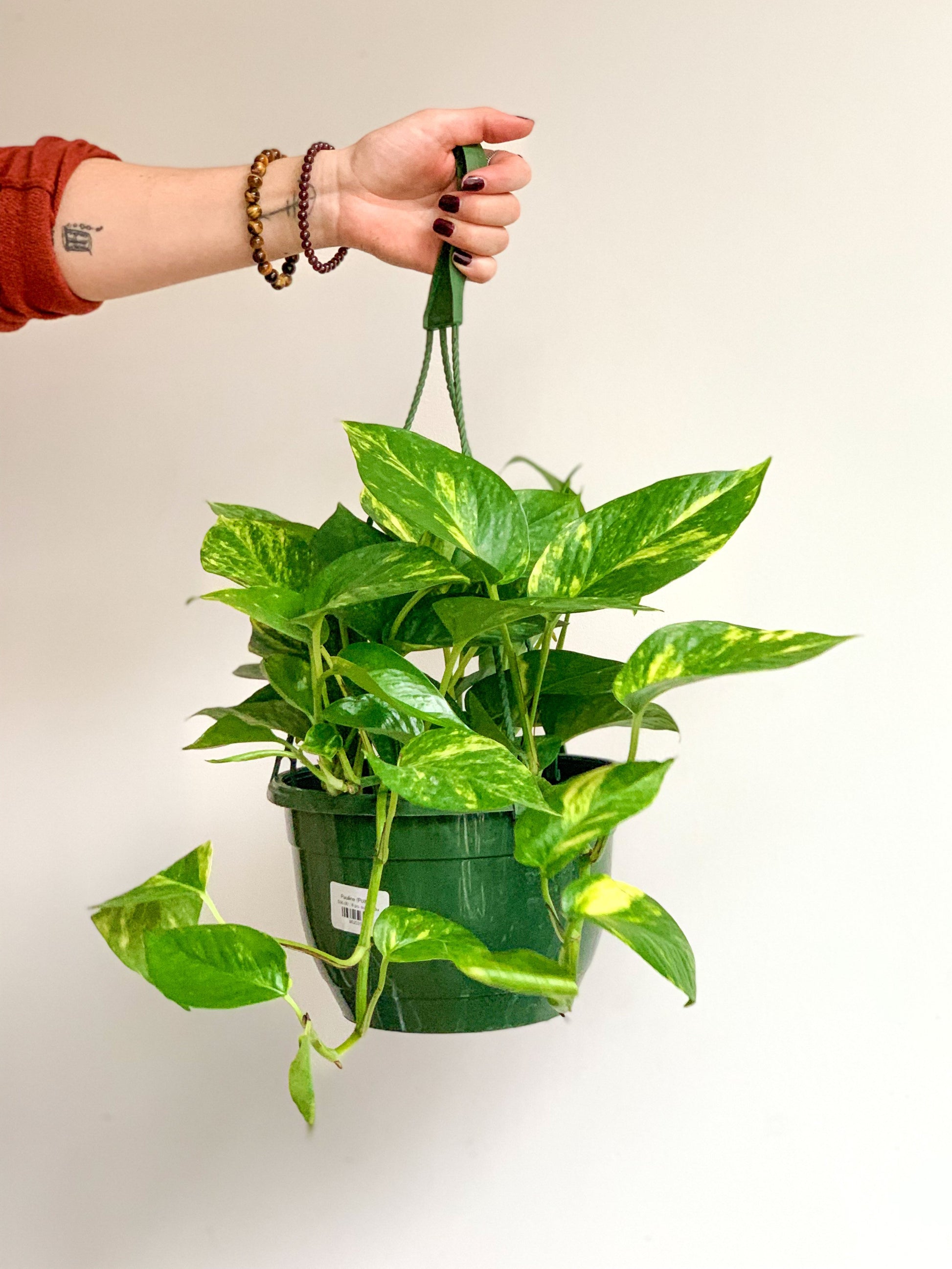 Pauline (Pothos) 8 Po. Suspendu