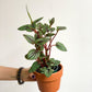 Piccolo (Peperomia) 3.5 Po.