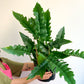 Noah (Philodendron) 8 Po.