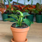 Birkin (Philodendron) 6 Po.