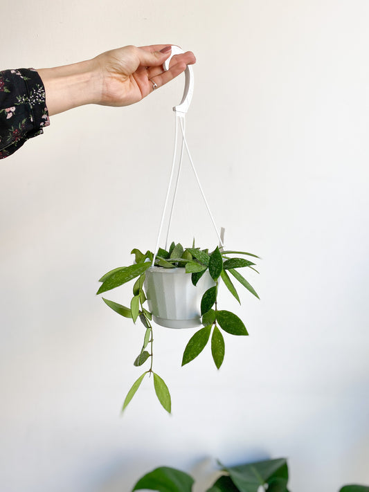 Grace (Hoya) - 6 po. pot suspendu