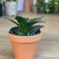 Timothé (Sansevieria)